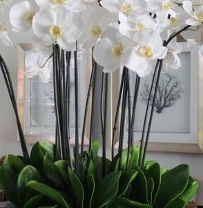 Meet your Posher, Elsa